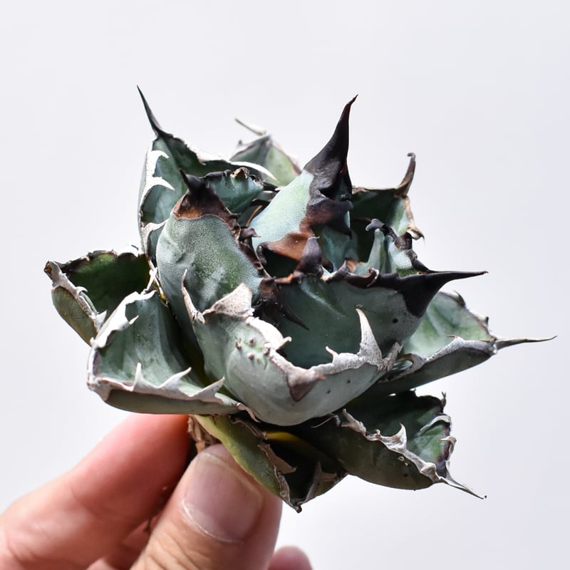 アガベ チタノタ ブラックアンドブルー 龍球會産 BB 大株 1️⃣ アガベ チタノタ ブラックアンドブルー / BB 精品藍球 【台湾 dragon