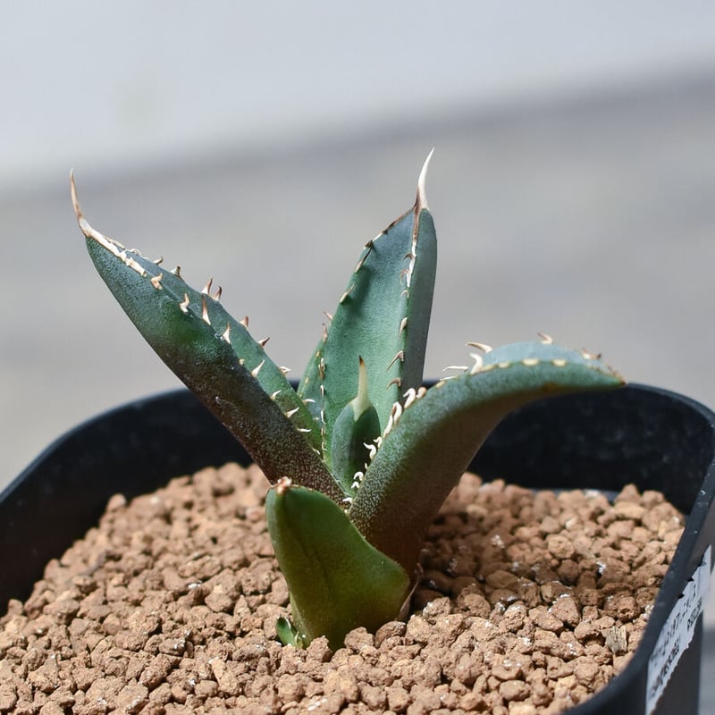 アガベ チタノタ フェニックス 