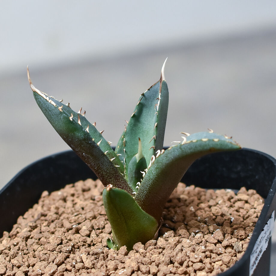 アガベ チタノタ フェニックス 