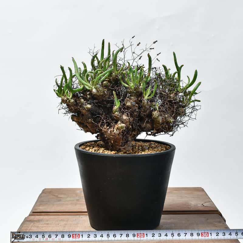 Tylecodon reticulatus 万物想 塊根植物　現地球　発根済み isla del pescado - Tylecodon reticulatus-万物想