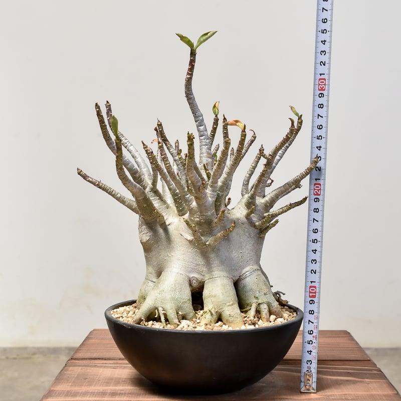 アデニウム アラビカム【発根済み】HK2400025 | RAFLUM