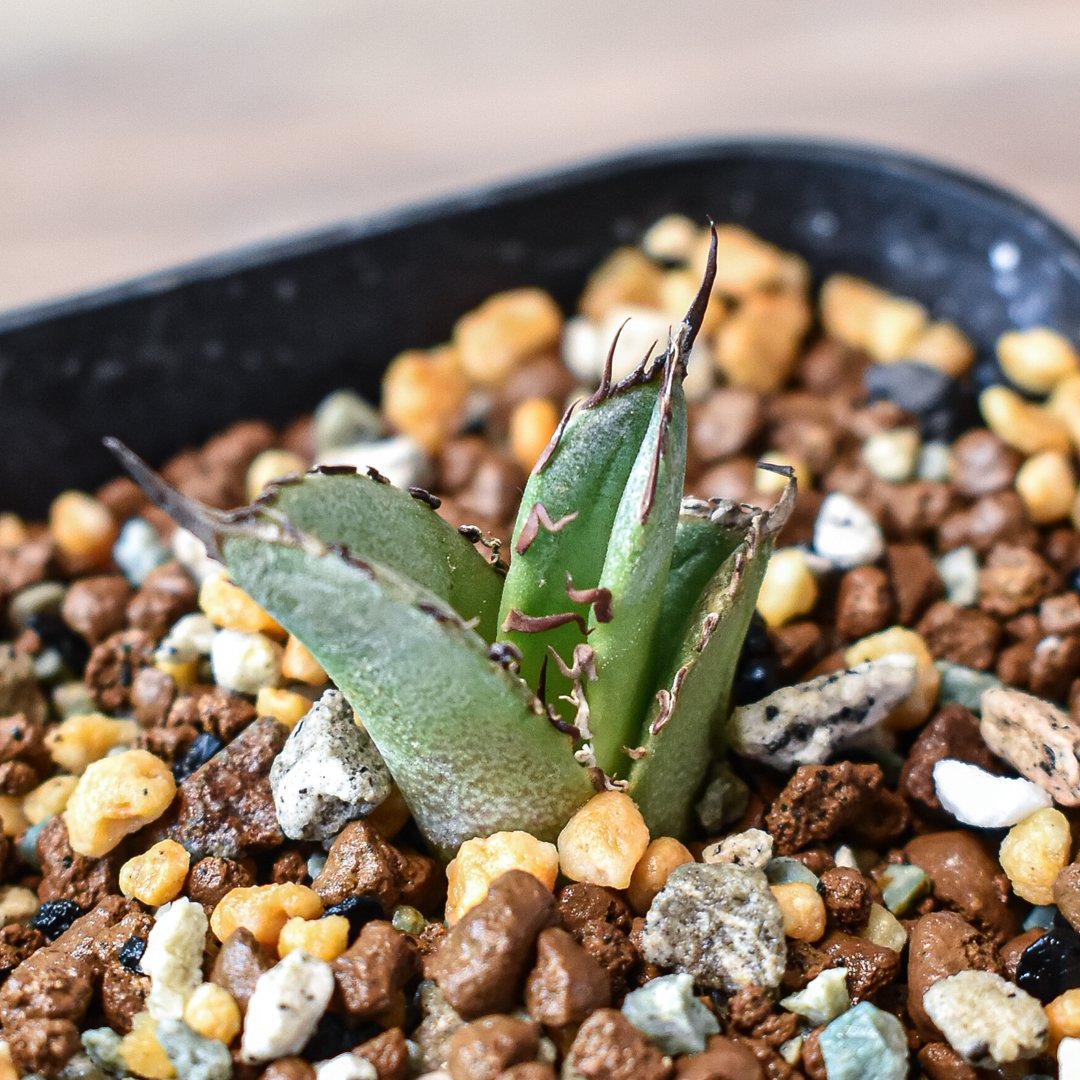 アガベ チタノタ 