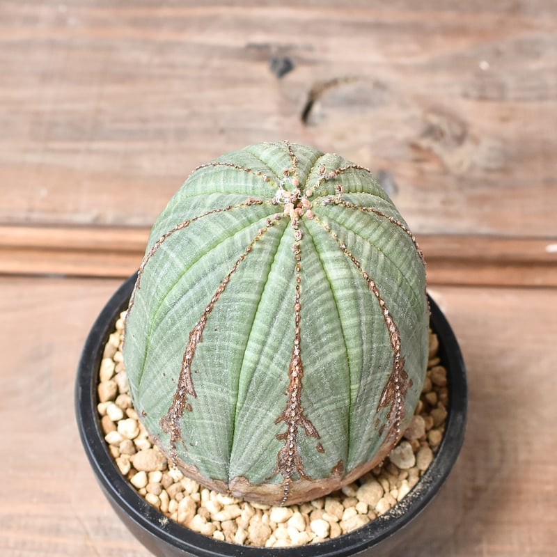 ユーフォルビア オベサ 【発根済み】HK2402397 (T) | RAFLUM / ラフラ