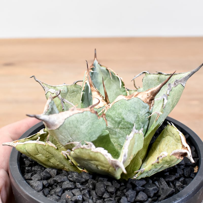 アガベ チタノタ 