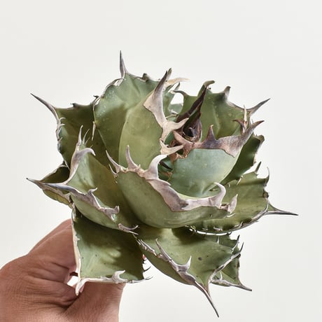 チタノタ鳳凰 | STORES