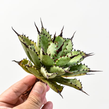 本日9/27値下げ！美形！アガベ 八荒雷神　マクロアカンサ　× ポタトラム アガベ 八荒雷神 八荒殿(マクロアカンサ)と雷神(ポタトラム)の