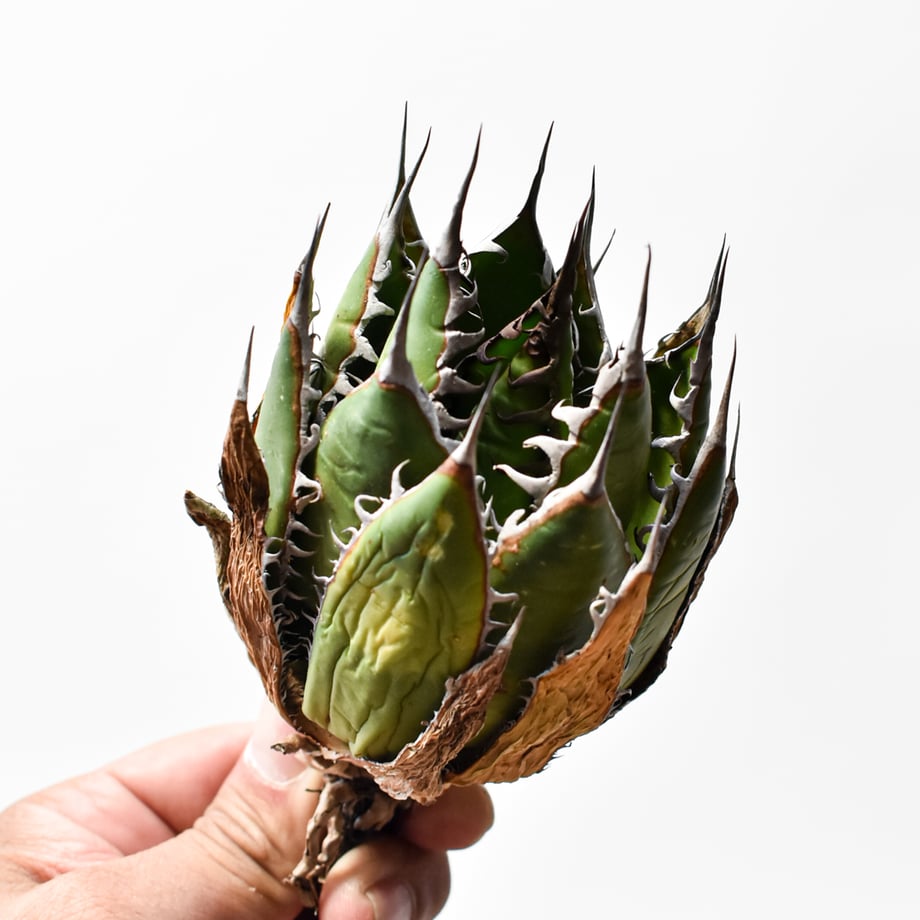 6a17cb3a86b66084b1092ef2
