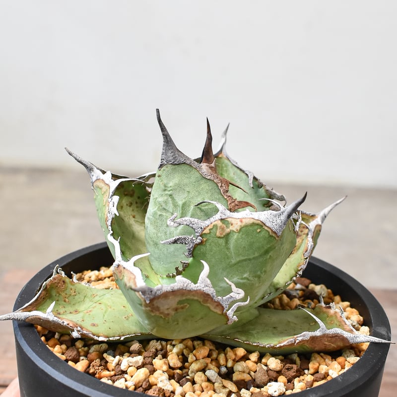 アガベ チタノタ 