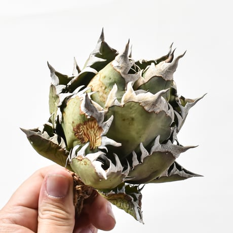 アガベ チタノタ "精品レッドキャットウィーズル" / 精品赤猫 , 精品紅猫  【台湾 dragon agave産/中株/抜き苗】E DG25010378(T)