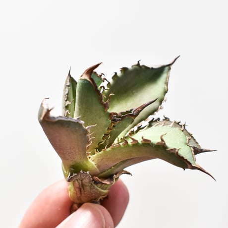 アガベ チタノタ  DENNIS040 "キングアーサー同血統"  【台湾産/抜き苗/子株】B DS2400521