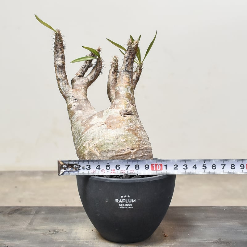 パキポディウム グラキリス (発根済み) RF231207 | RAFLUM / ラフラム｜
