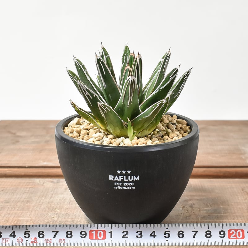 アガベ ビクトリアレジーナ 