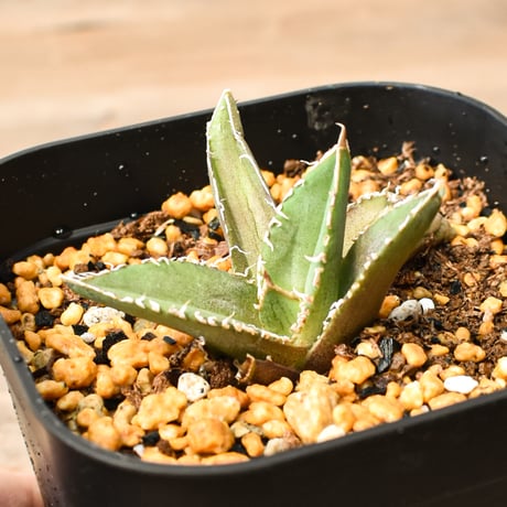 アガベチタノタ麻花龍 | STORES