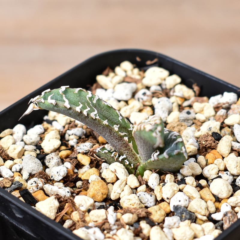 アガベ チタノタ ゴジラ 