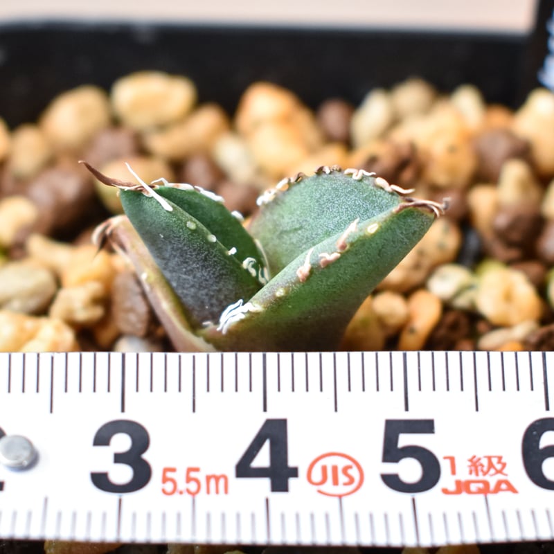 アガベ チタノタ 