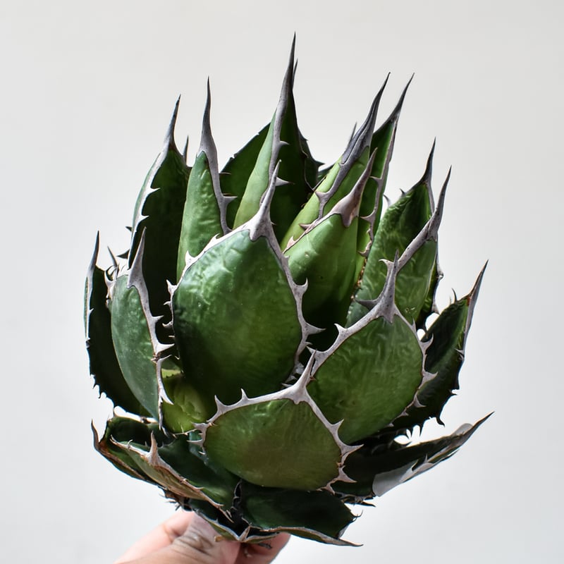 アガベ ホリダ【OSP選抜株 / 抜き苗】43 | RAFLUM / ラフラム｜東京