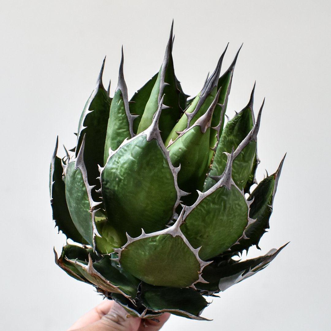 アガベ ホリダ【OSP選抜株 / 抜き苗】43 | RAFLUM / ラフラム｜東京