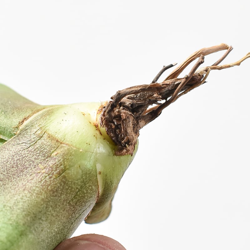 アガベ チタノタ 