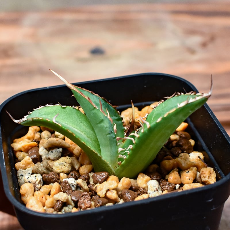 レア株】アガベ チタノタ 