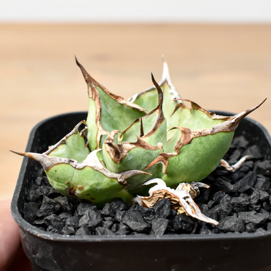 RAFLUM育成株】アガベ チタノタ 