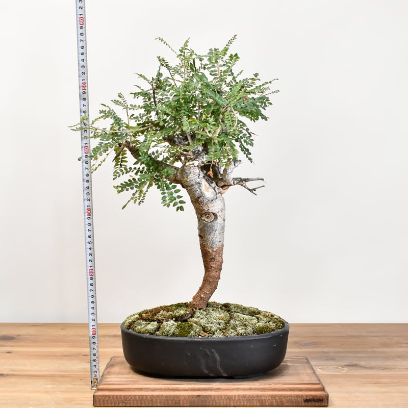 WACK” ON YOUR SIDE】ボスウェリア ネグレクタ WACK-A029 | R