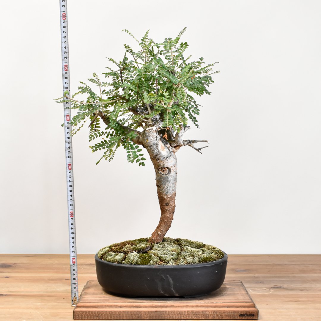 ボスウェリアネグレクタ ボスウェリアネグレクタ | STORES