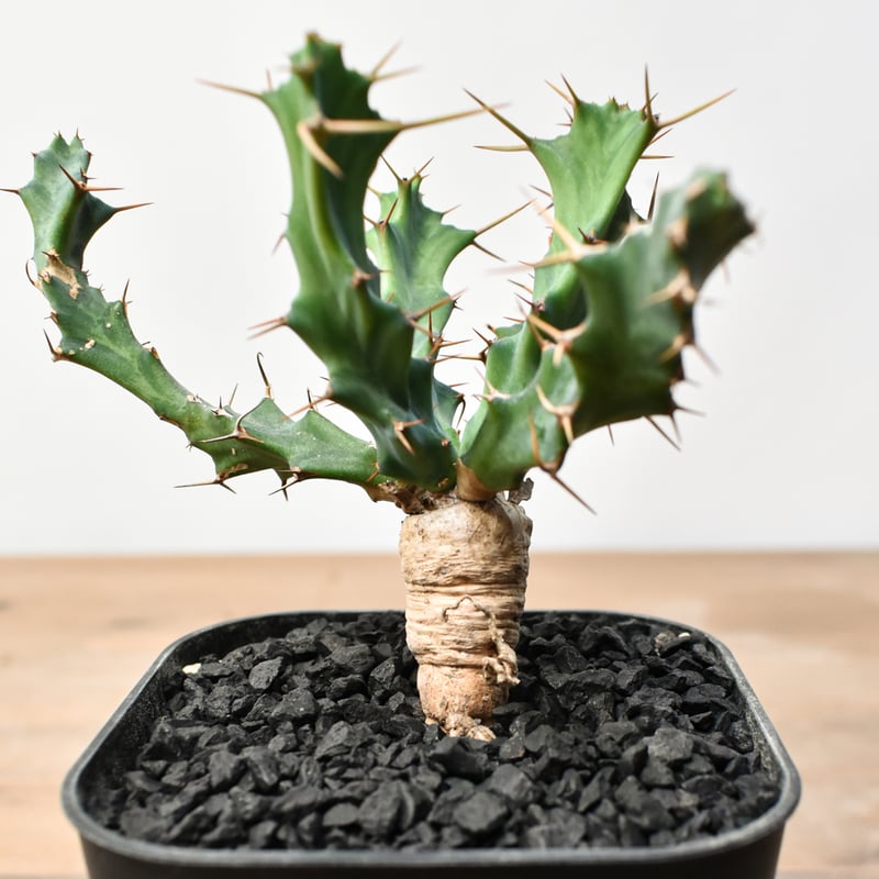 ユーフォルビア クラビゲラ 【実生】 RFHK25011504 | RAFLUM / ラフラ