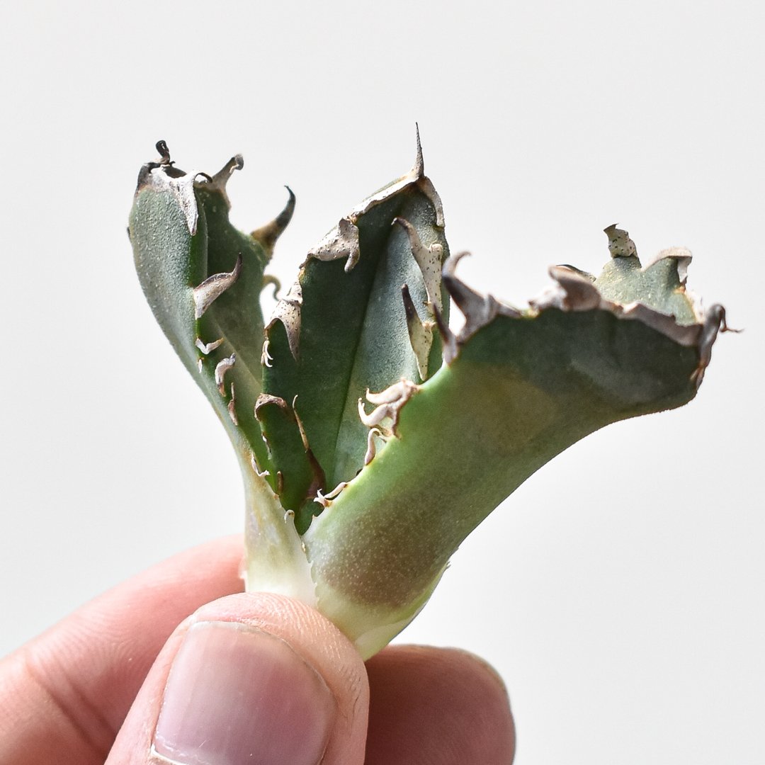 アガベ　鬼爪中株　アガベ　ピカチュウ アガベ チタノタ 