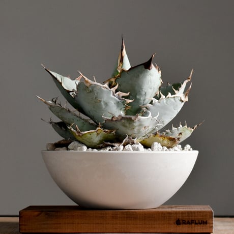 CATEGORY チタノタ ホワイトアイス | RAFLUM / ラフラム｜東京