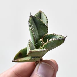 8月8日(木)20:00~】台湾ベルリン産の麻花龍やシーハオ産のキングの成株