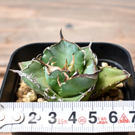 アガベ チタノタ ハデス / 黒帝斯、恐竜牙歯 【台湾 dragon agave産/TC子株/発根済み】DG2400846