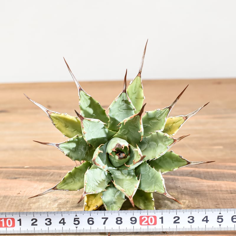 アガベ Dennis hybrid 妖炎X甲妖 /エボリスピナ×（イシスメンシス