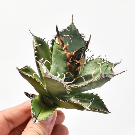 アガベの種 オテロイ Agave oteroi まにあい 20粒