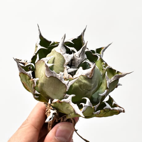 オアハカオテロイ | STORES