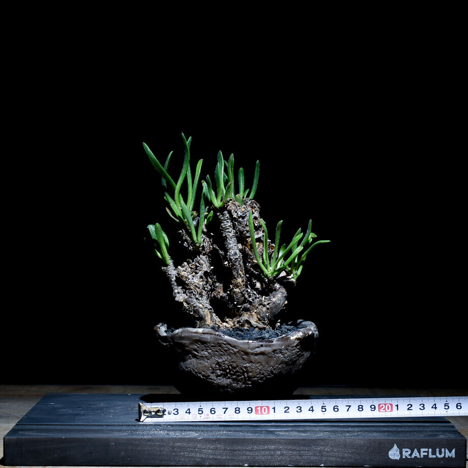 チレコドン　ペアルソニー④ 現地球　発根済み　鉢ごと発送　白象 塊根植物 ペアルソニー（白象） 輸入球 A3173☆チレコドン 多肉植物