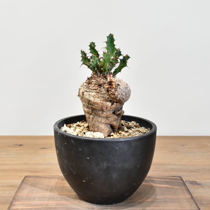 ユーフォルビア クラビゲラ 