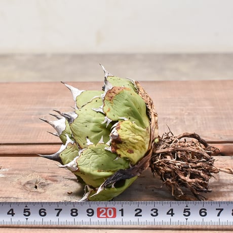 アガベ チタノタ ドワーフ / "精品姫厳龍" 【台湾 Berlin産/抜き苗販売/中株】BE2402547(T)