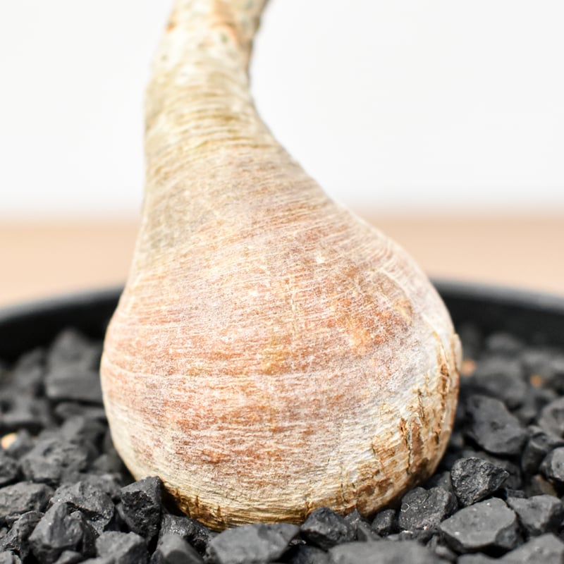 ユーフォルビア ラメナ 現地株 IMG_0125-1-scaled.jpeg