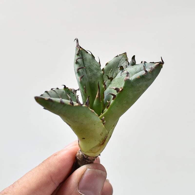 アガベ チタノタ 黒鯨の親株 Amazon｜アガベ チタノタ 黒鯨/Agave titanota 'Black Whale'/観葉植物