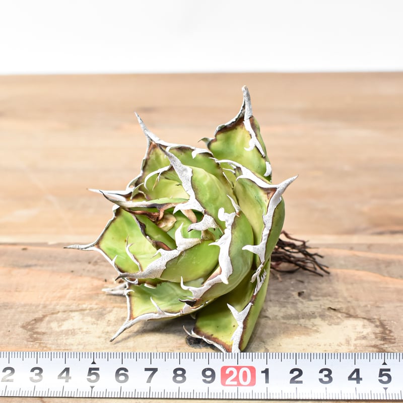 アガベ チタノタ 