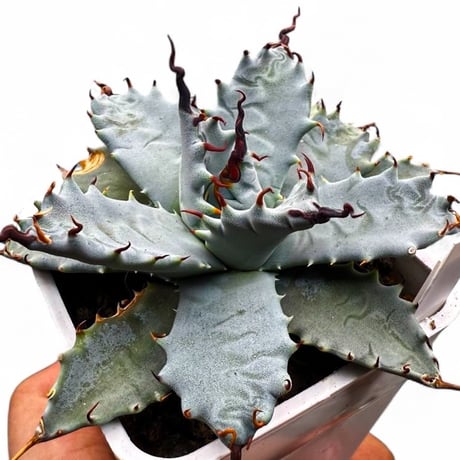 アガベ ハイブリット 雲虎甲蟹×象牙妖炎(モコイシス×陽炎エボリ) 【台湾botanical_seeker産】RF25011418