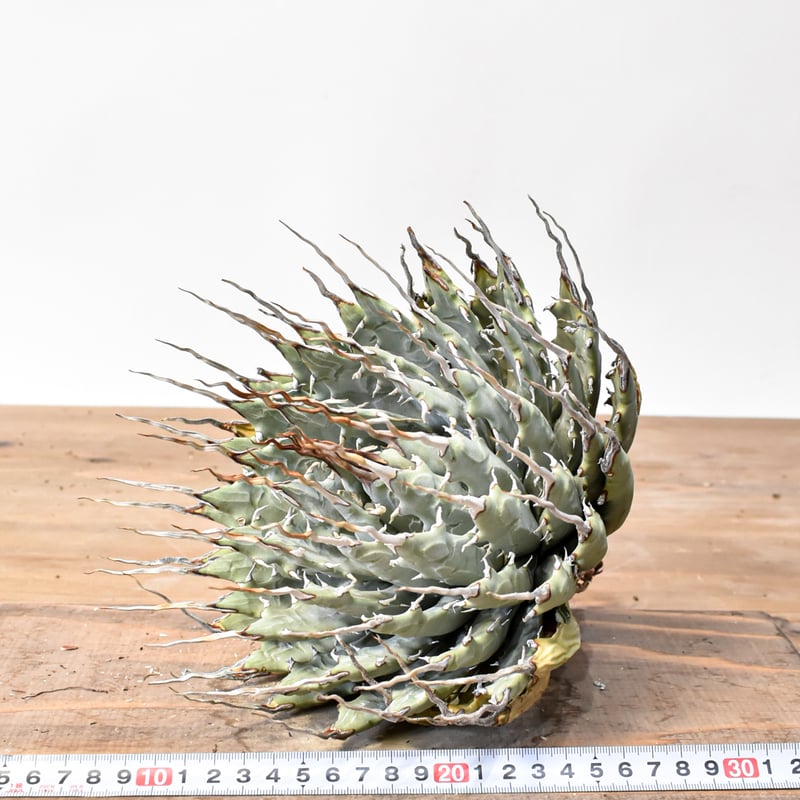 アガベ ユタエンシス エボリスピナ / ネバデンシス 