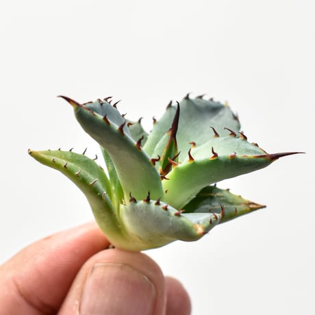 アガベ チタノタ ハイブリッド エボリスピナ x ハデス サイズ良好