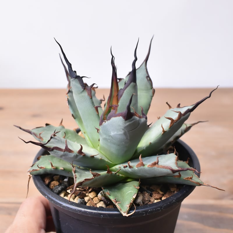 アガベ ハイブリット 象牙妖炎×黑帝斯 / エボリスピナ×ハデス 