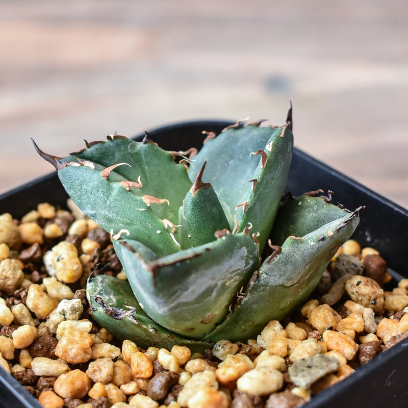 アガベ チタノタ 