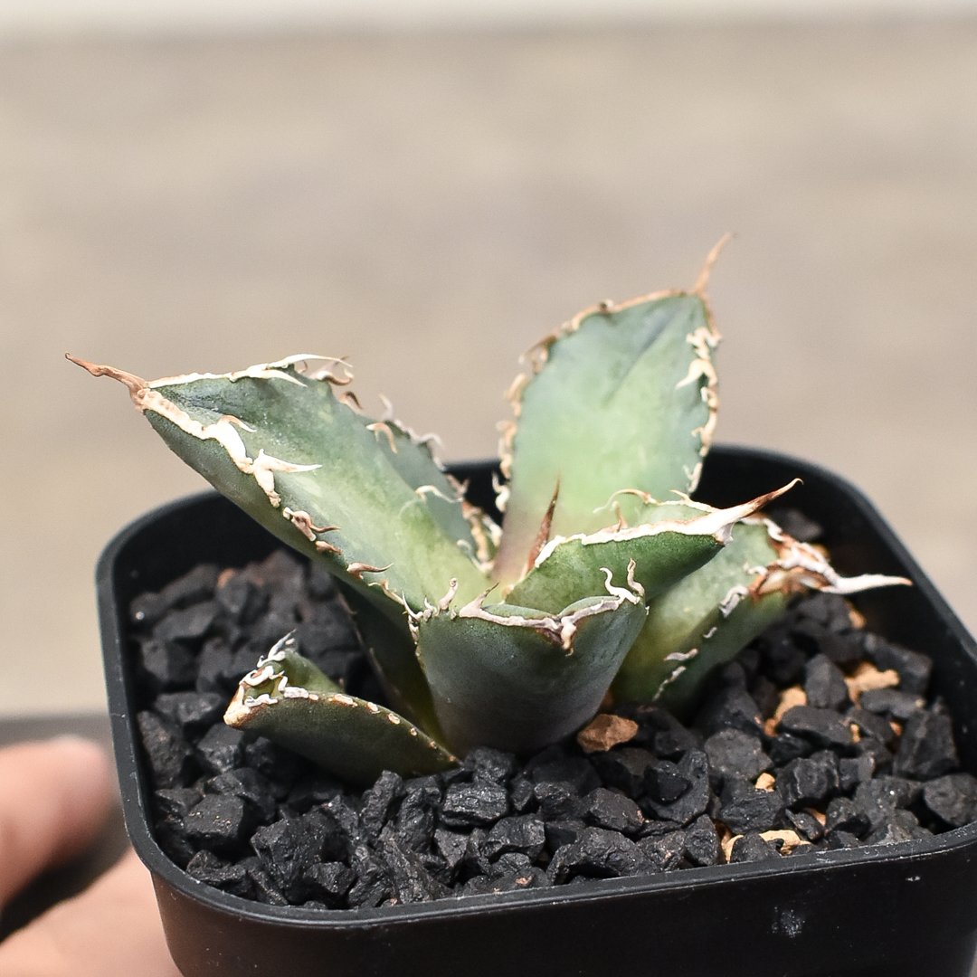 アガベ チタノタ 