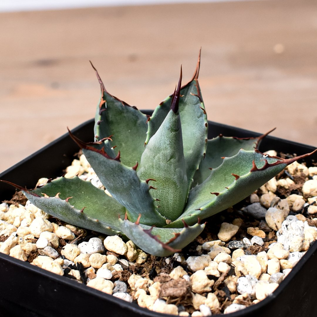 アガベ ハイブリット （パラサナ、イシスメンシス）× 曙光【台湾