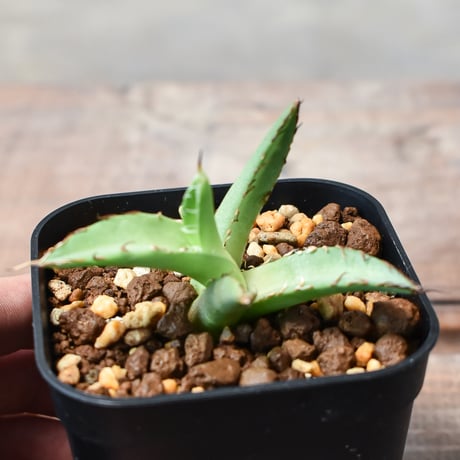 CATEGORY アガベ チタノタ 羽毛 | RAFLUM / ラフラム｜東京、大阪の