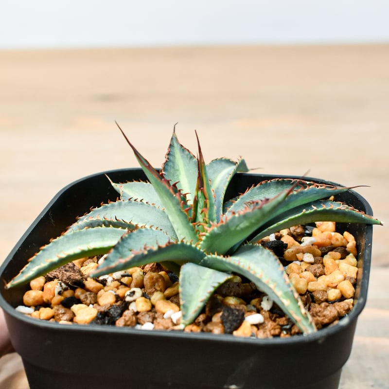 アガベ ハイブリット 