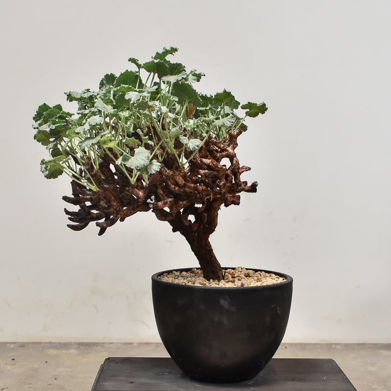 (お盆限定値引き中！)【(発根済◎芽吹き中｜ペラルゴニウム・ミラビレ｜塊根植物 ペラルゴニウム ミラビレ 【発根済み】HK2400024(T) | RAFLUM